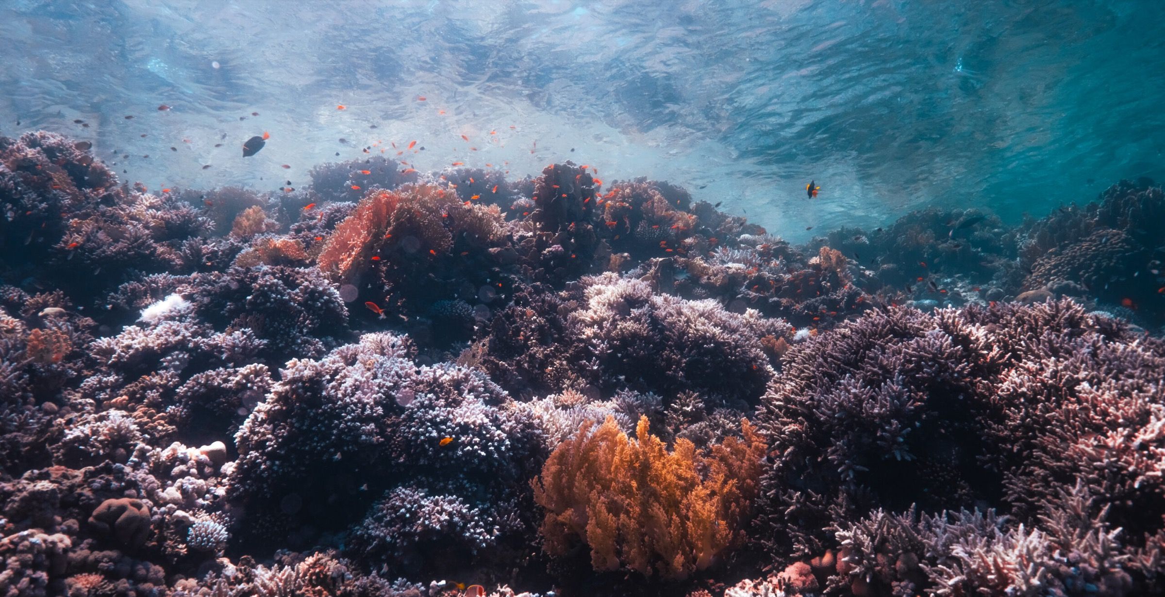 Freediving in Dahab: Why It's One of the Best Places to Learn